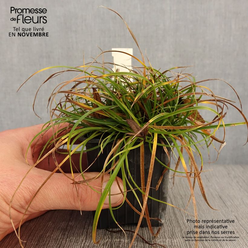 Carex umbrosa 8/9 cm pot sample as delivered in autumn