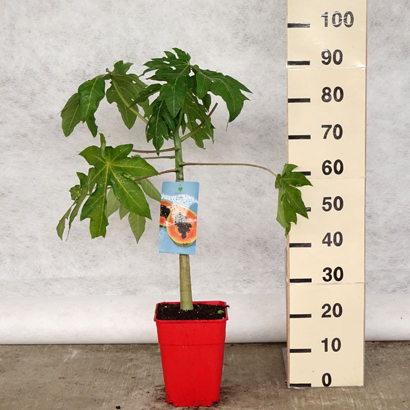 Carica papaya - Papaya 6L/7L pot sample as delivered in spring
