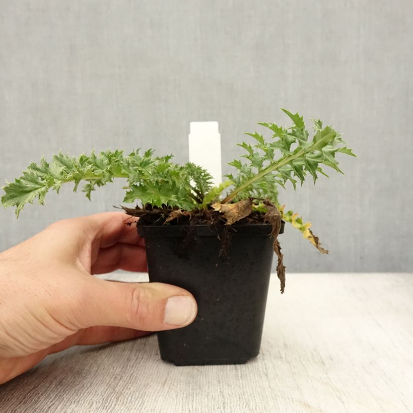 Carlina acaulis subsp. simplex Bronze 8/9 cm pot sample as delivered in autumn