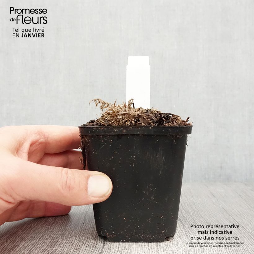 Carlina acaulis subsp. simplex Bronze 8/9 cm pot sample as delivered in winter