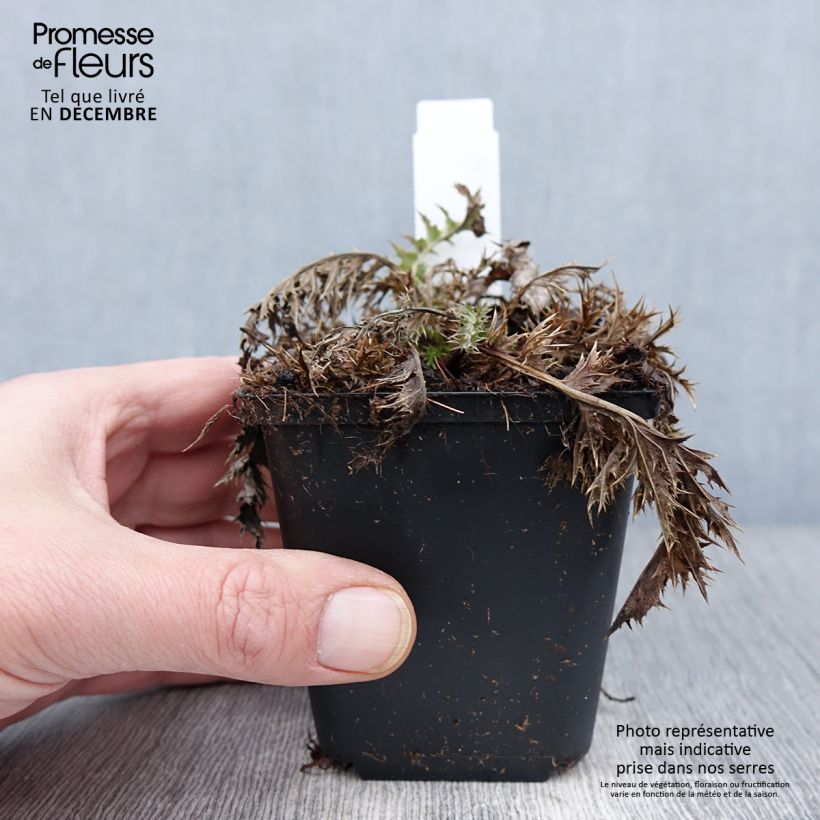 Carlina acaulis subsp. simplex 8/9 cm pot sample as delivered in autumn