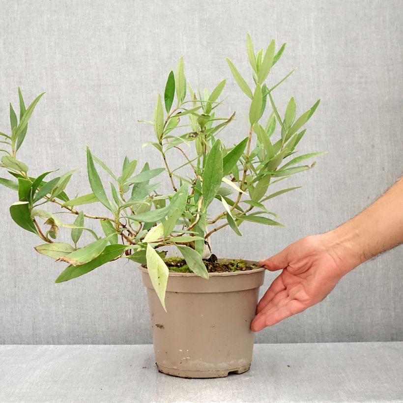 Carpenteria californica 3L/4L pot sample as delivered in summer