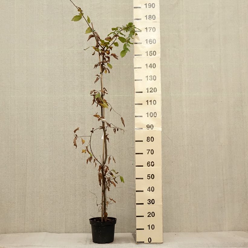 Carpinus betulus - Hornbeam 4L/5L pot sample as delivered in autumn