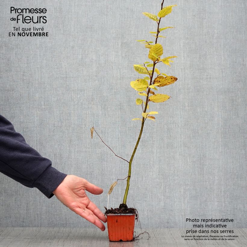 Carpinus betulus - Hornbeam 8/9 cm pot sample as delivered in autumn