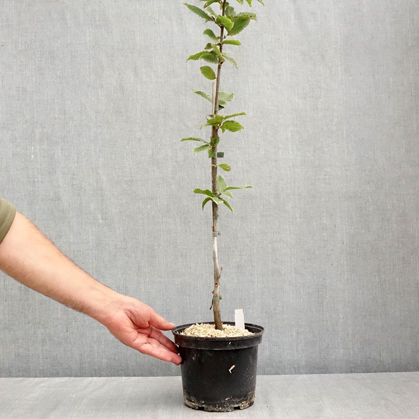 Carpinus betulus A. Beeckman - Hornbeam 3L/4L pot sample as delivered in autumn