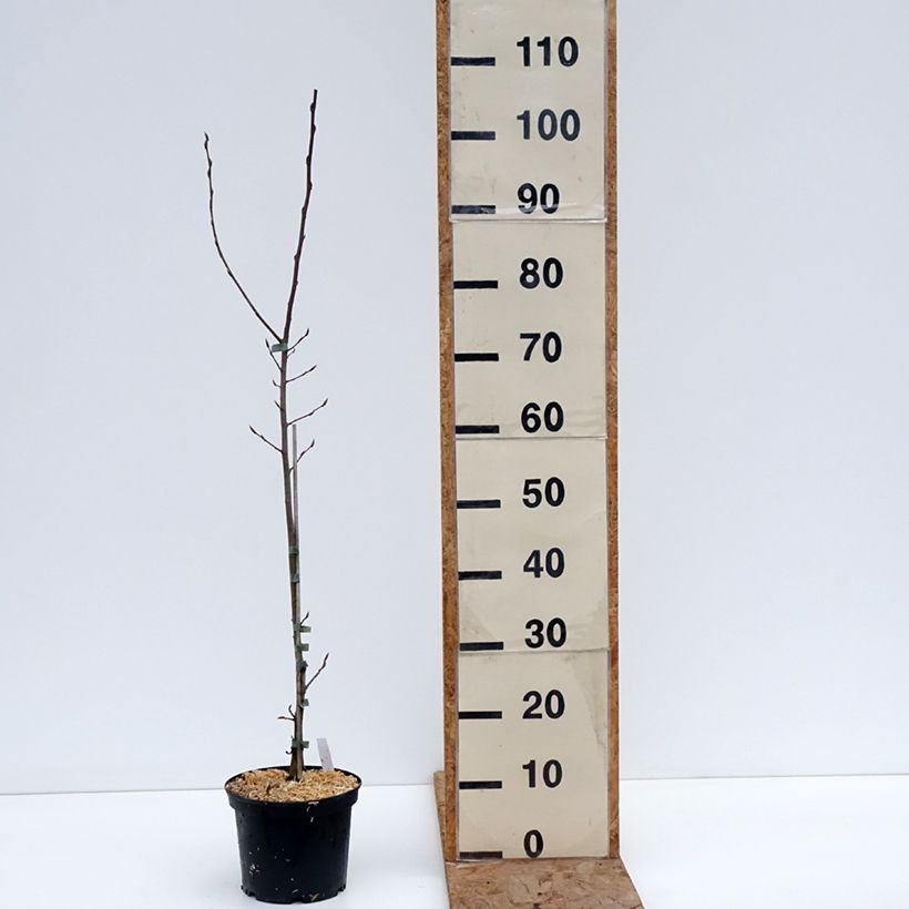 Carpinus betulus A. Beeckman - Hornbeam 3L/4L pot sample as delivered in winter