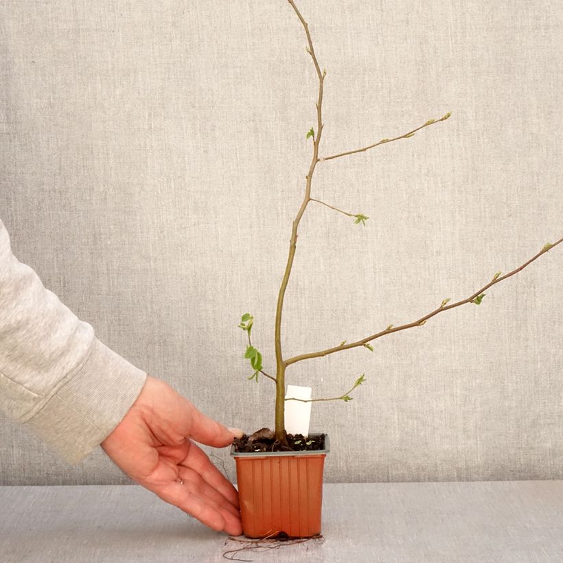 Carpinus betulus - Hornbeam 8/9 cm pot sample as delivered in spring