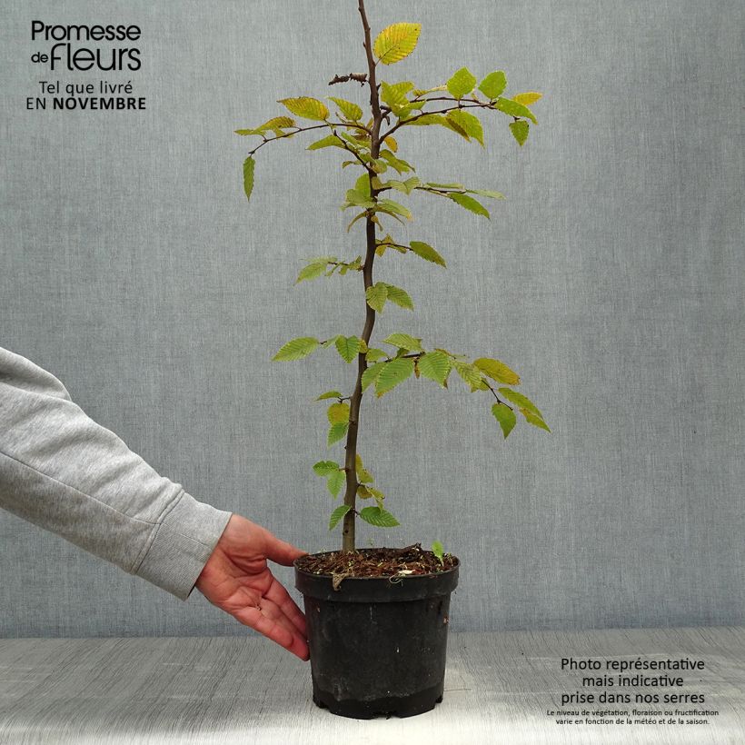 Carpinus betulus - Hornbeam 2L/3L pot sample as delivered in autumn