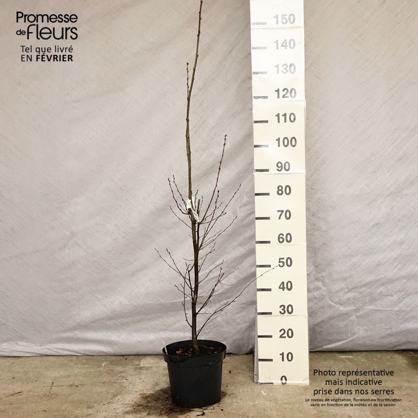 Carpinus betulus Fastigiata - Hornbeam 4L/5L pot sample as delivered in winter