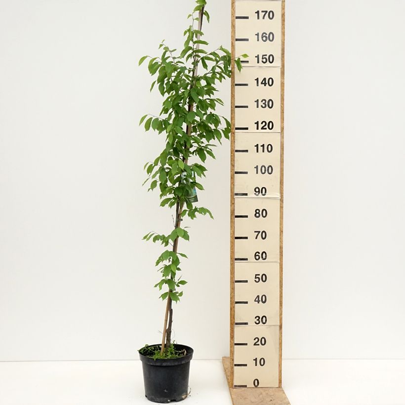 Carpinus betulus Fastigiata - Hornbeam 4L/5L pot sample as delivered in spring