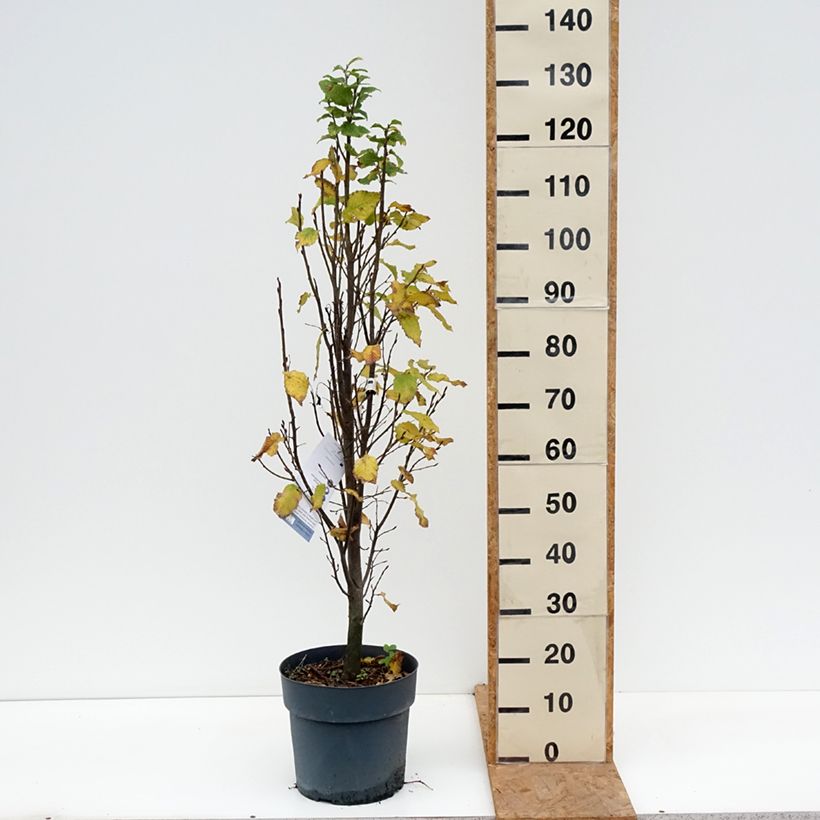 Carpinus betulus Fastigiata Monument - Hornbeam 6L/7L pot sample as delivered in autumn