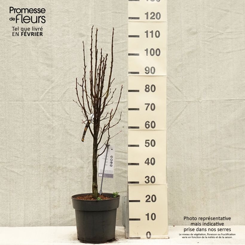 Carpinus betulus Fastigiata Monument - Hornbeam 6L/7L pot sample as delivered in winter