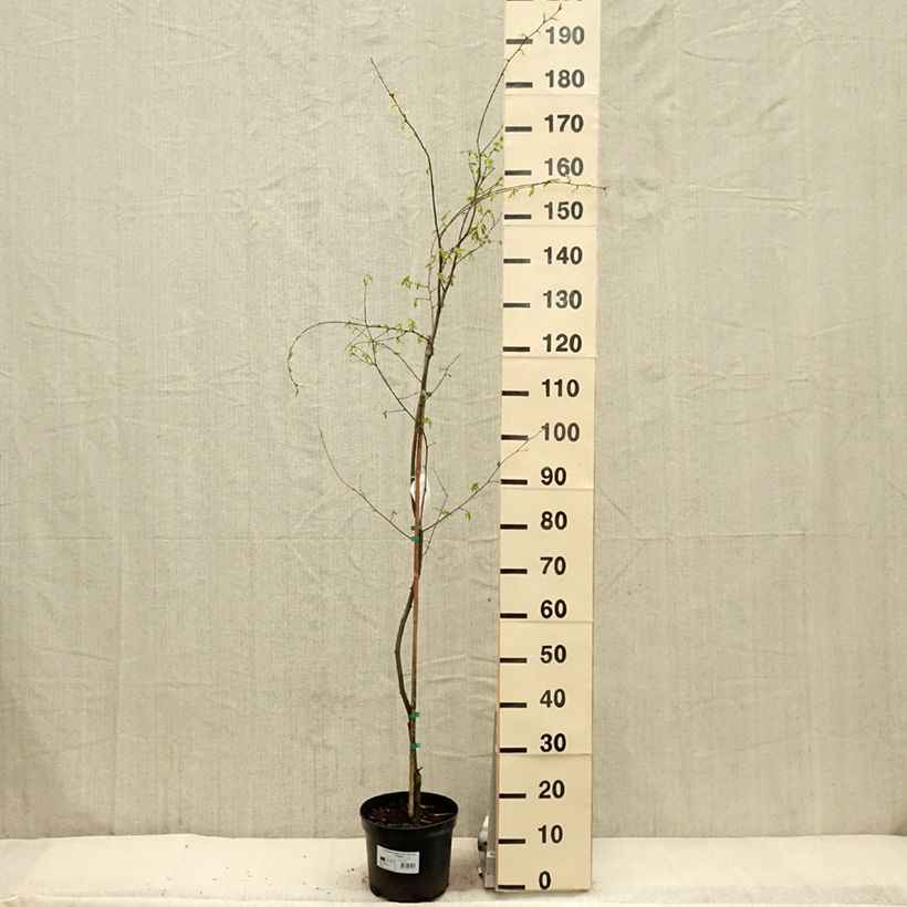 Carpinus betulus Foliis Argenteovariegatis Pendula - Hornbeam 4L/5L pot sample as delivered in spring