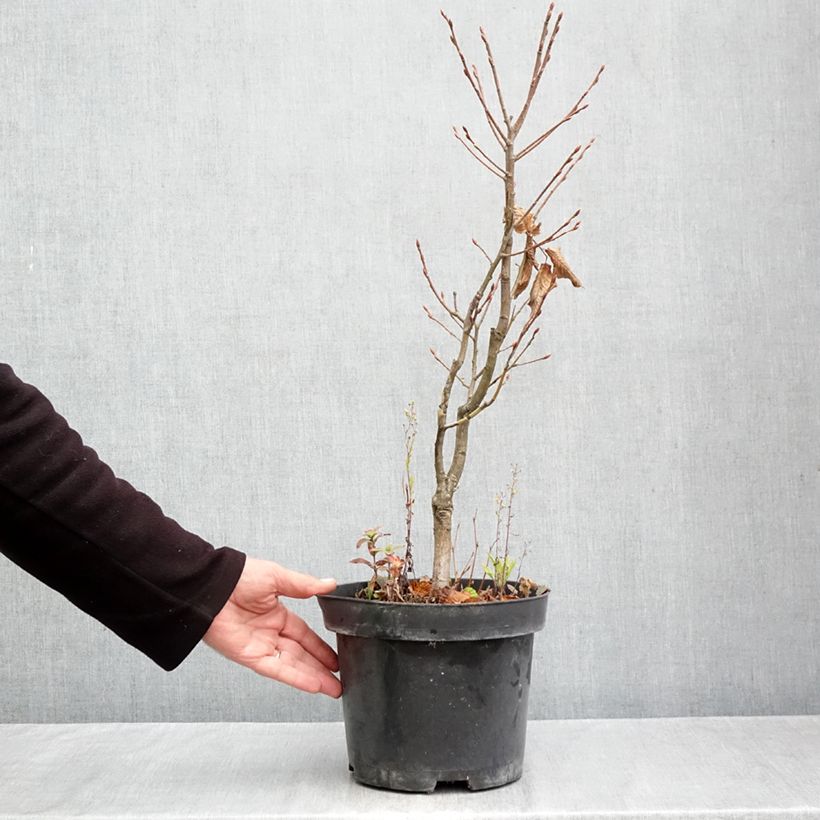 Carpinus betulus Globus 4L/5L pot sample as delivered in autumn