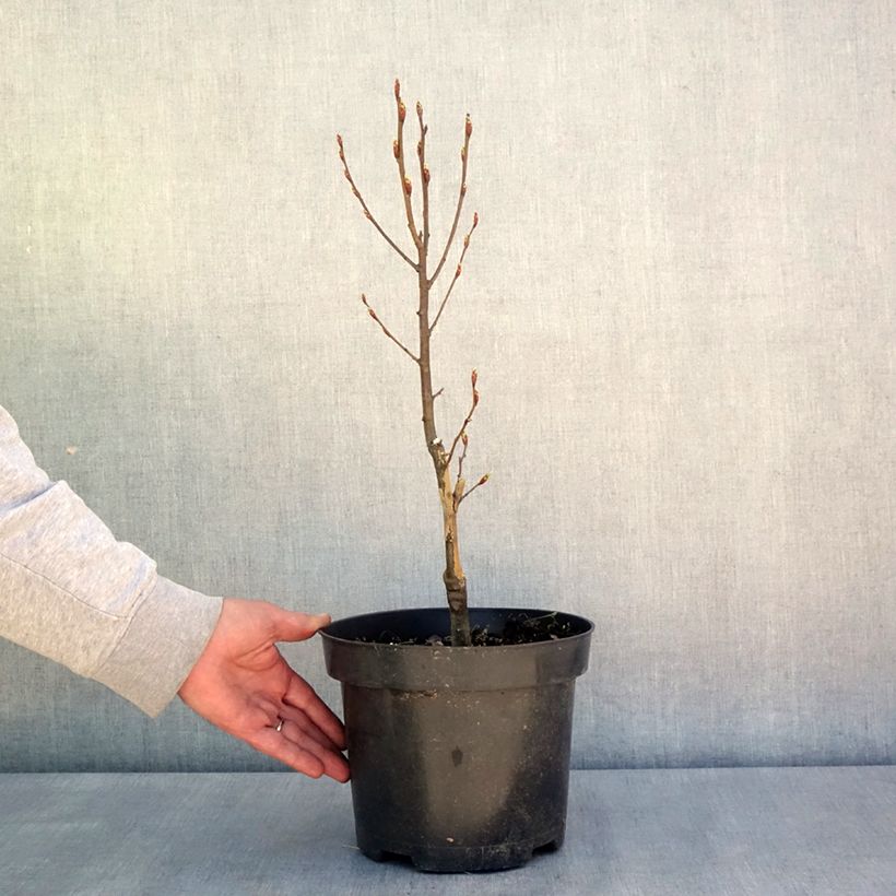 Carpinus betulus Globus 4L/5L pot sample as delivered in spring