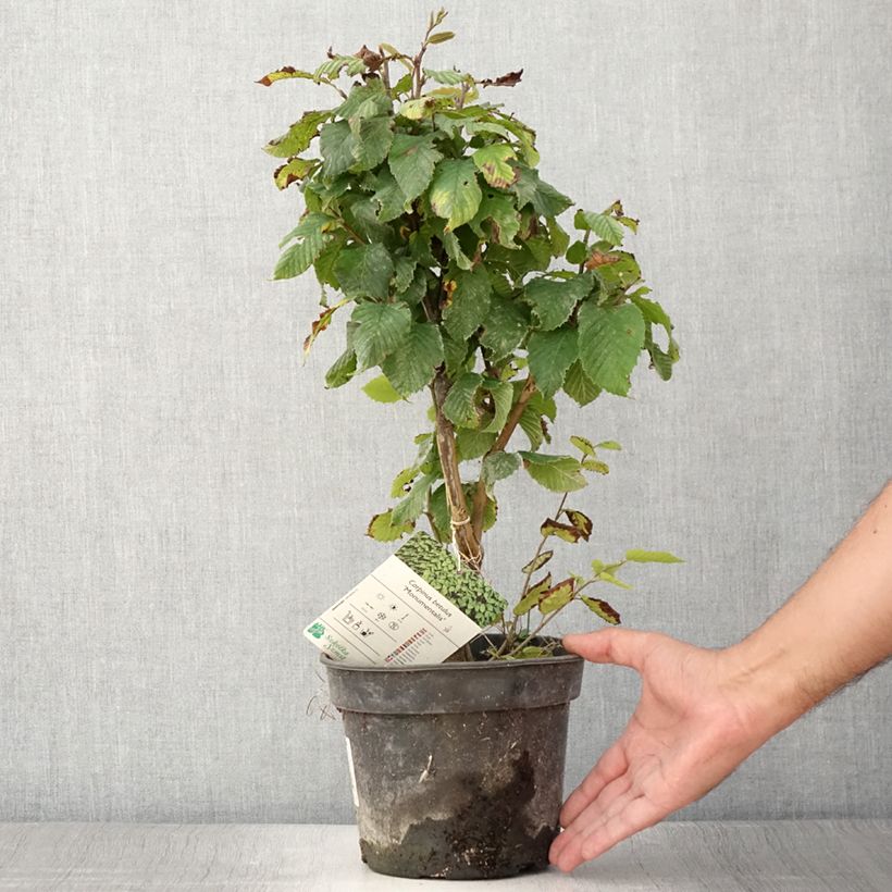 Carpinus betulus Monumentalis - Hornbeam 7.5L/10L pot sample as delivered in summer
