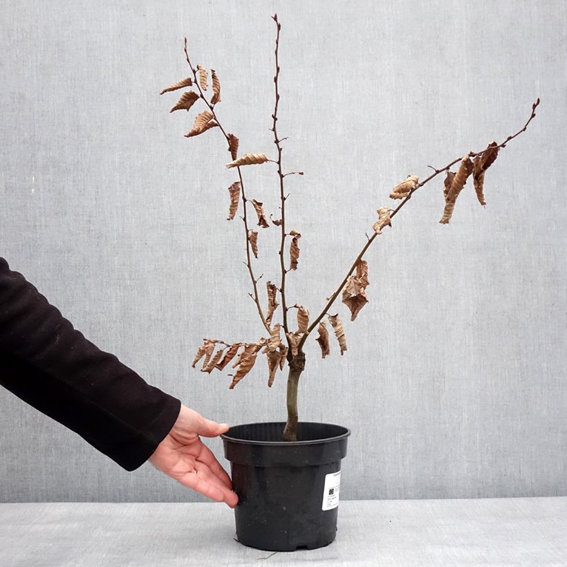 Carpinus betulus Monumentalis - Hornbeam 7.5L/10L pot sample as delivered in winter