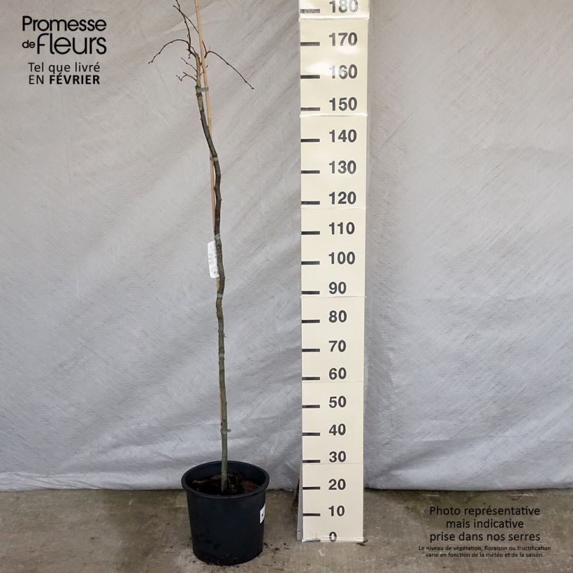 Carpinus betulus Pendula - Hornbeam 7.5L/10L pot sample as delivered in winter