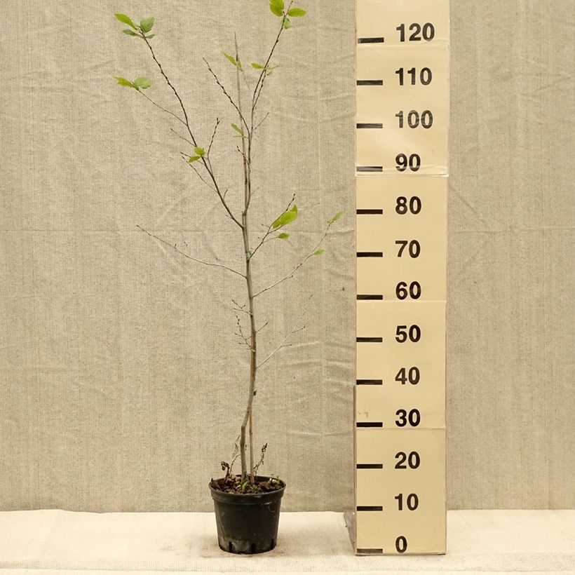 Carpinus betulus Quercifolia - Hornbeam 2L/3L pot sample as delivered in autumn