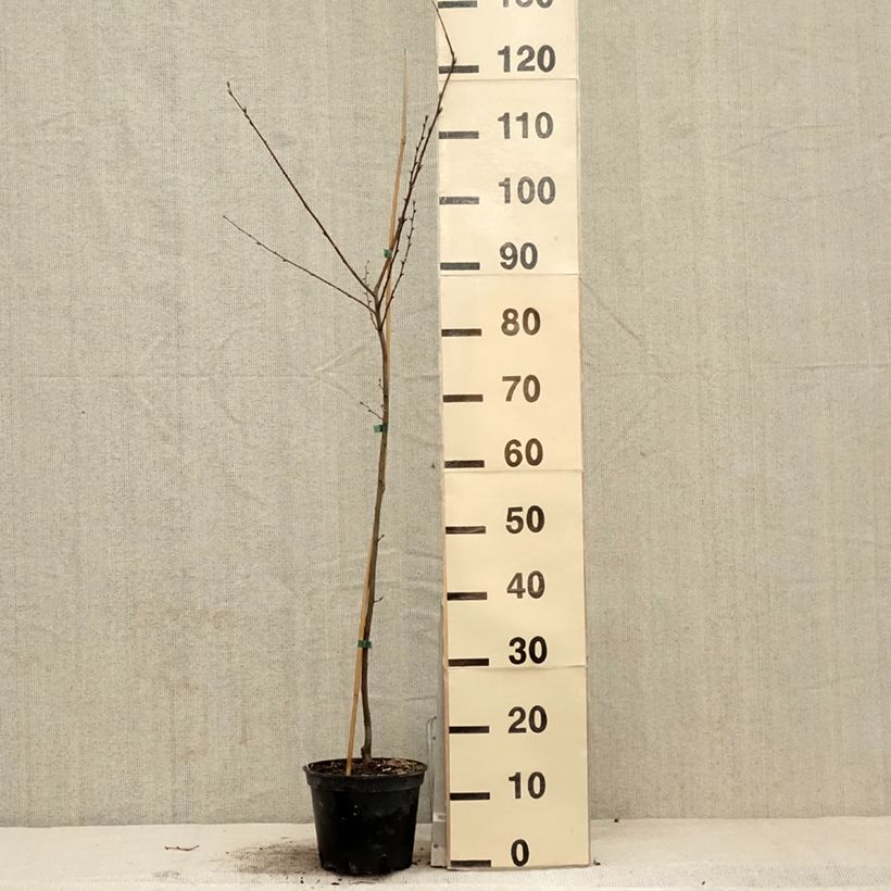 Carpinus betulus Quercifolia - Hornbeam 2L/3L pot sample as delivered in spring