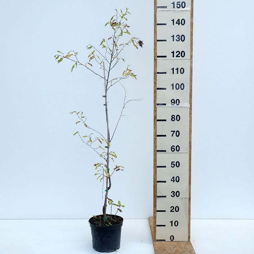 Carpinus betulus Quercifolia - Hornbeam 4L/5L pot sample as delivered in autumn