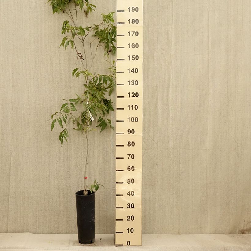 Carya illinoinensis Delmas - Pecan Tree 6L/7L pot sample as delivered in autumn