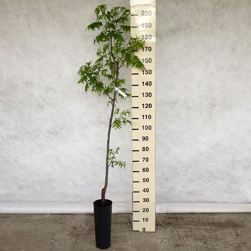 Carya illinoinensis Pawnee - Pecan Tree 4L/5L pot sample as delivered in spring