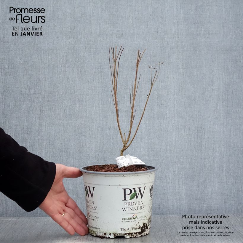 Caryopteris clandonensis Beyond Midnight - Bluebeard 3L/4L pot sample as delivered in winter