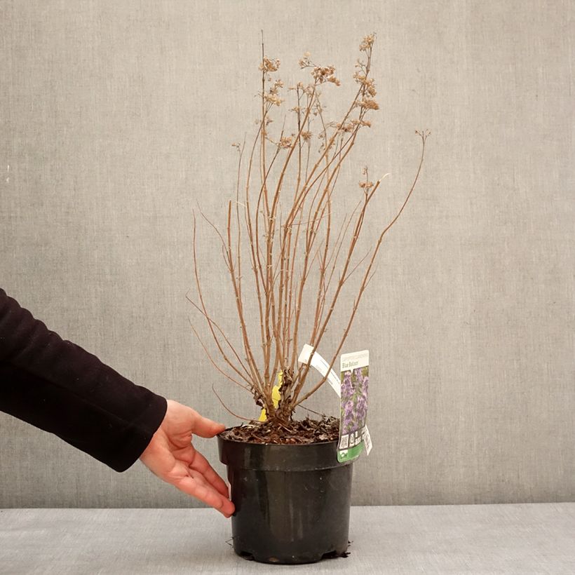 Caryopteris clandonensis Blue Balloon - Bluebeard 2L/3L pot sample as delivered in winter