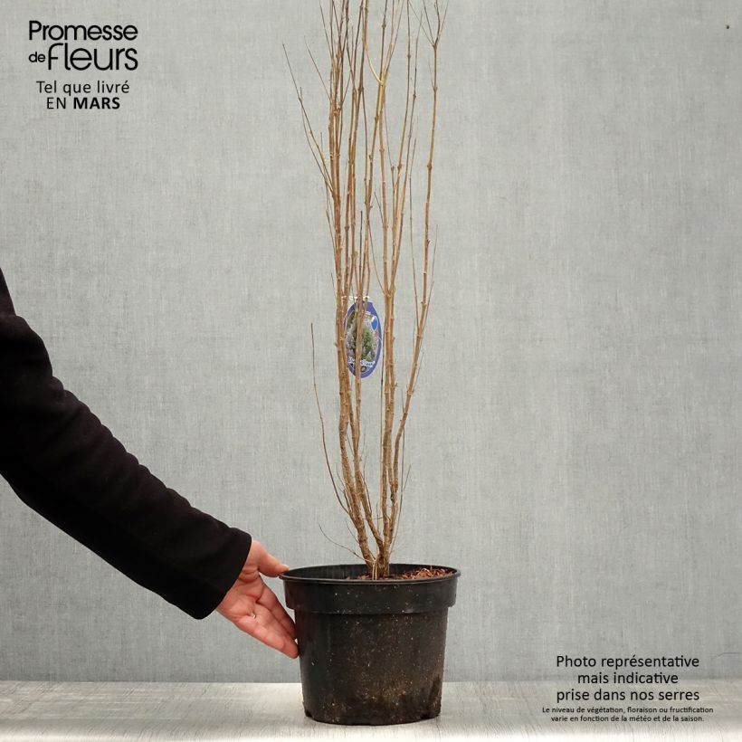 Caryopteris clandonensis Blue Balloon - Bluebeard 2L/3L pot sample as delivered in spring