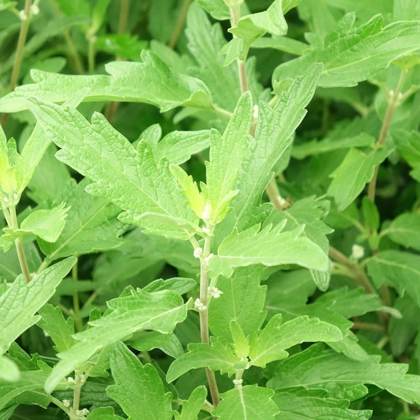Caryopteris clandonensis Blue Balloon - Bluebeard (Foliage)
