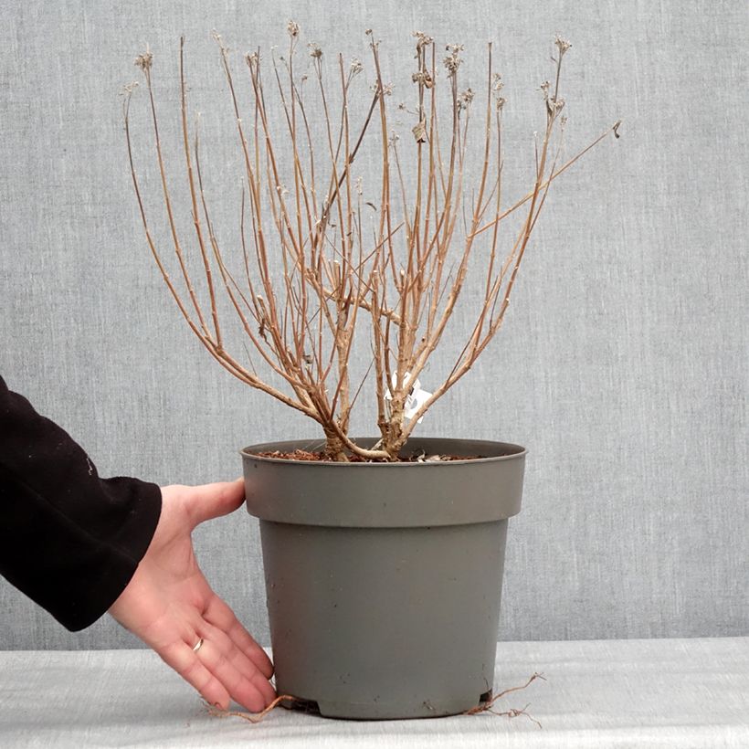 Caryopteris x clandonensis Dark Knight - Bluebeard 4L/5L pot sample as delivered in winter