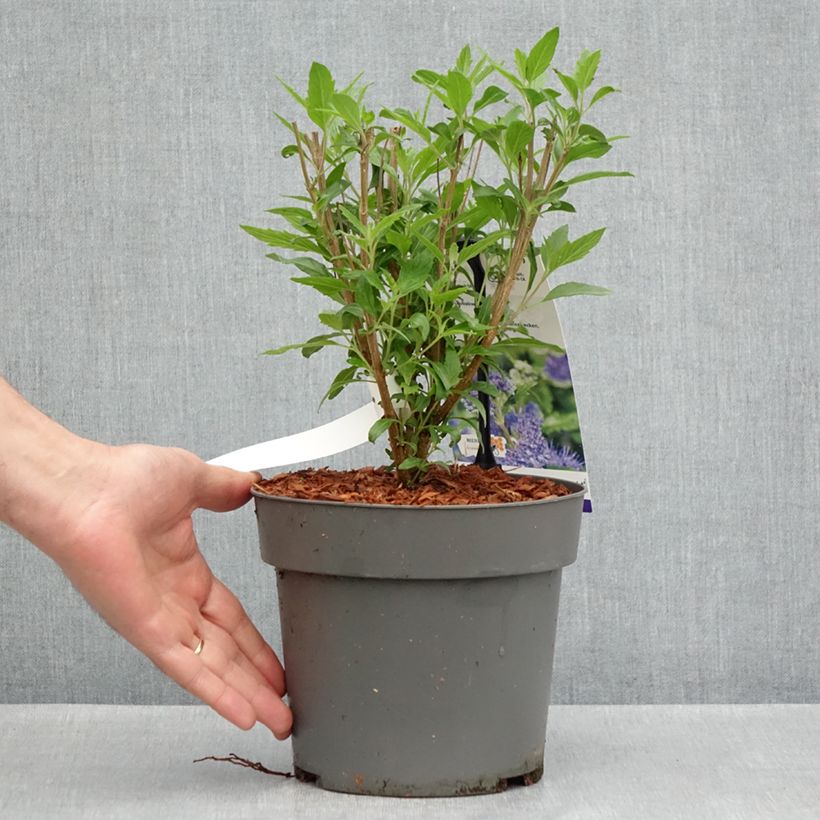 Caryopteris x clandonensis Dark Knight - Bluebeard 4L/5L pot sample as delivered in spring