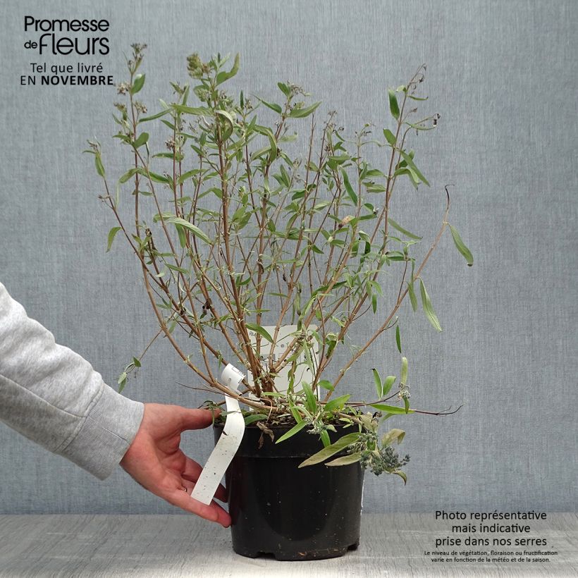 Caryopteris clandonensis First Choice - Bluebeard 2L/3L pot sample as delivered in autumn