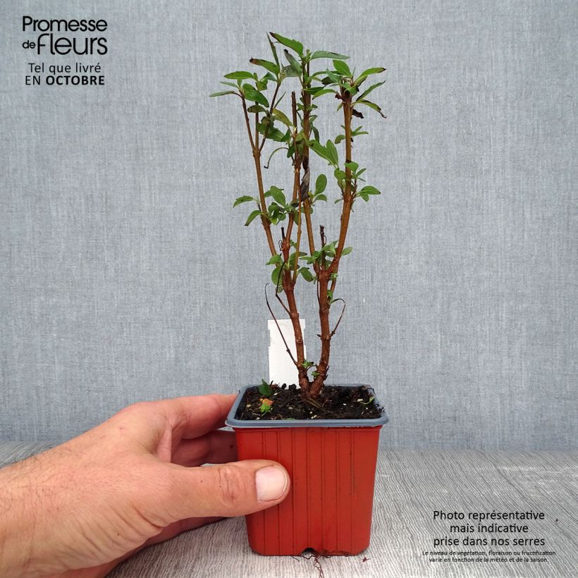 Caryopteris clandonensis Heavenly Blue - Bluebeard 8/9 cm pot sample as delivered in autumn