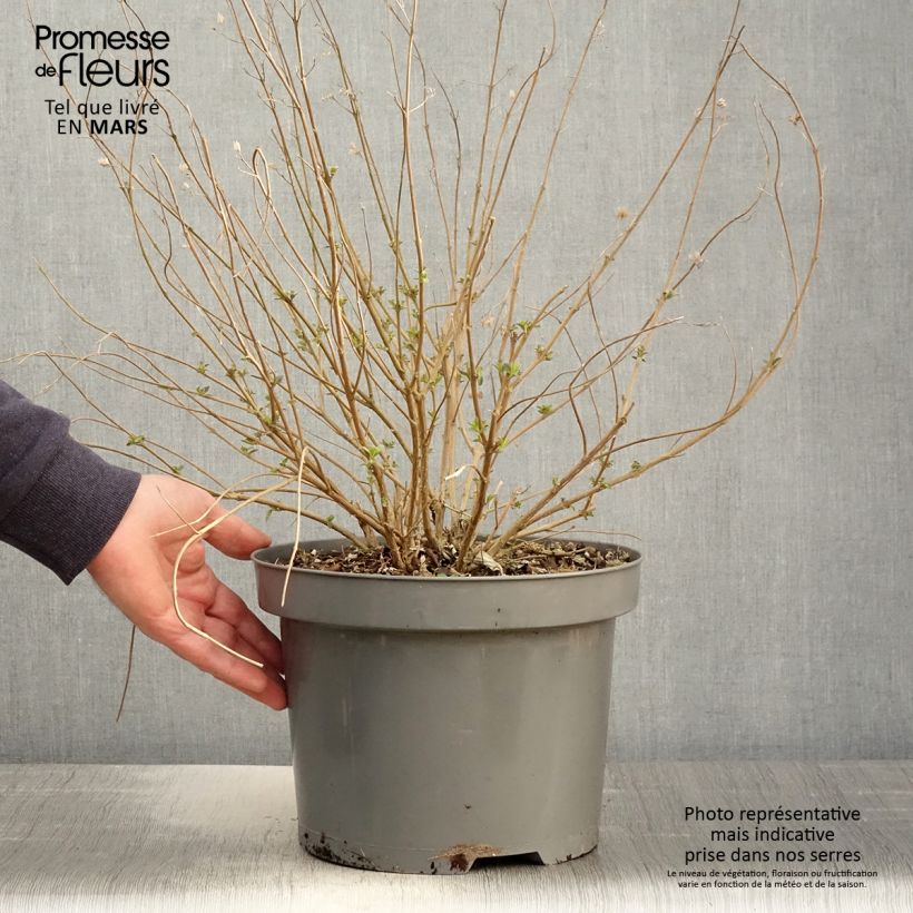 Caryopteris clandonensis Heavenly Blue - Bluebeard 7.5L/10L pot sample as delivered in spring