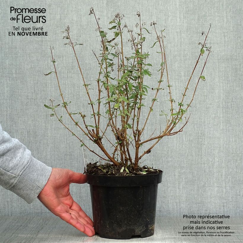 Caryopteris clandonensis Stephi - Bluebeard 3L/4L pot sample as delivered in autumn