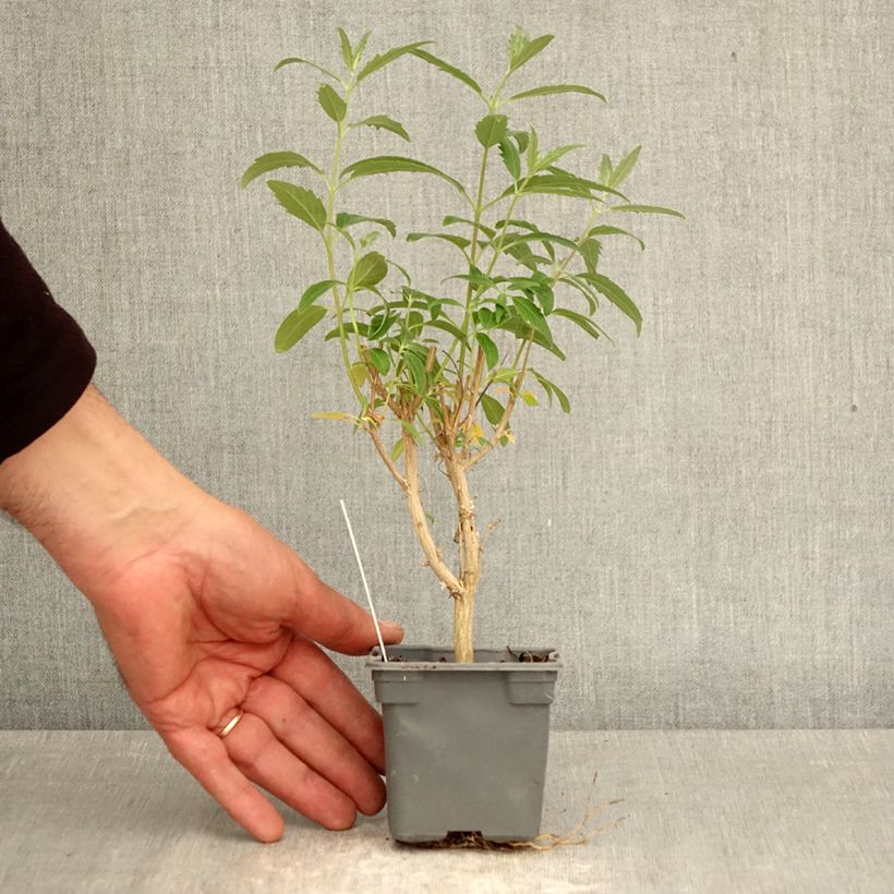 Caryopteris clandonensis Thetis - Bluebeard 8/9 cm pot sample as delivered in spring