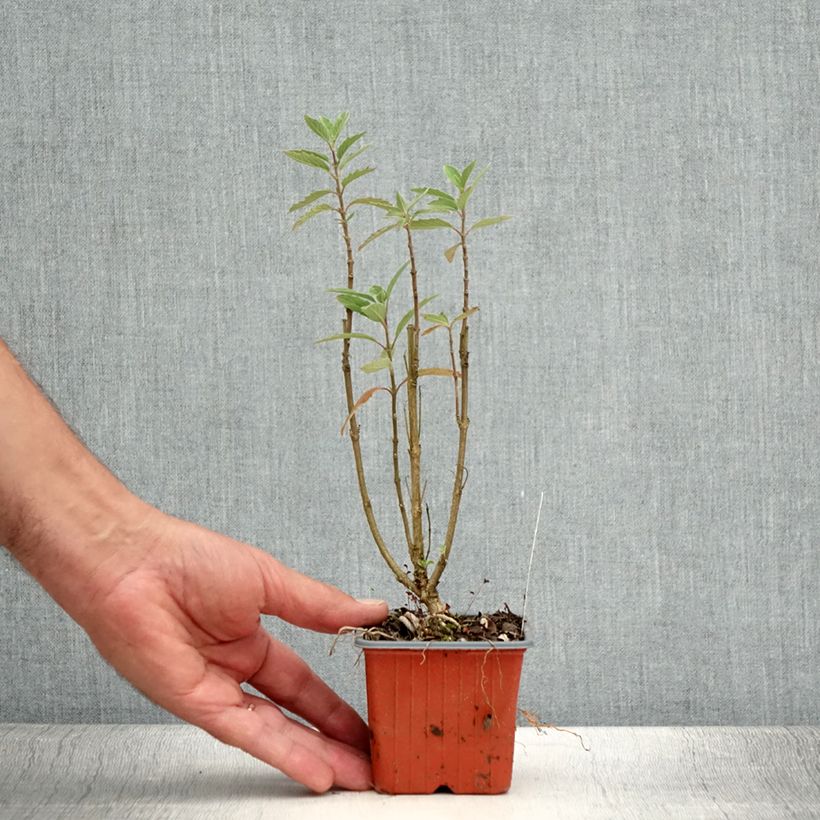 Caryopteris clandonensis Grand Bleu - Bluebeard 8/9 cm pot sample as delivered in summer