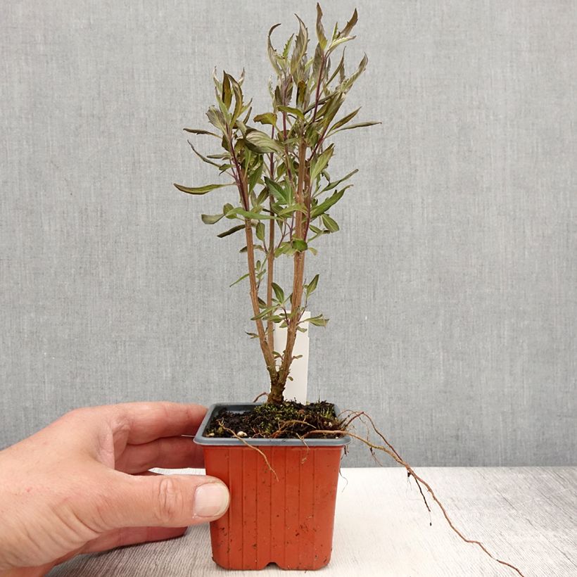 Caryopteris clandonensis Grand Bleu - Bluebeard 8/9 cm pot sample as delivered in spring