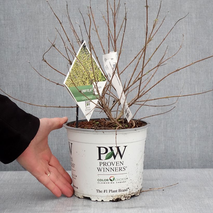 Caryopteris incana Sunny Blue - Bluebeard 2L/3L pot sample as delivered in winter