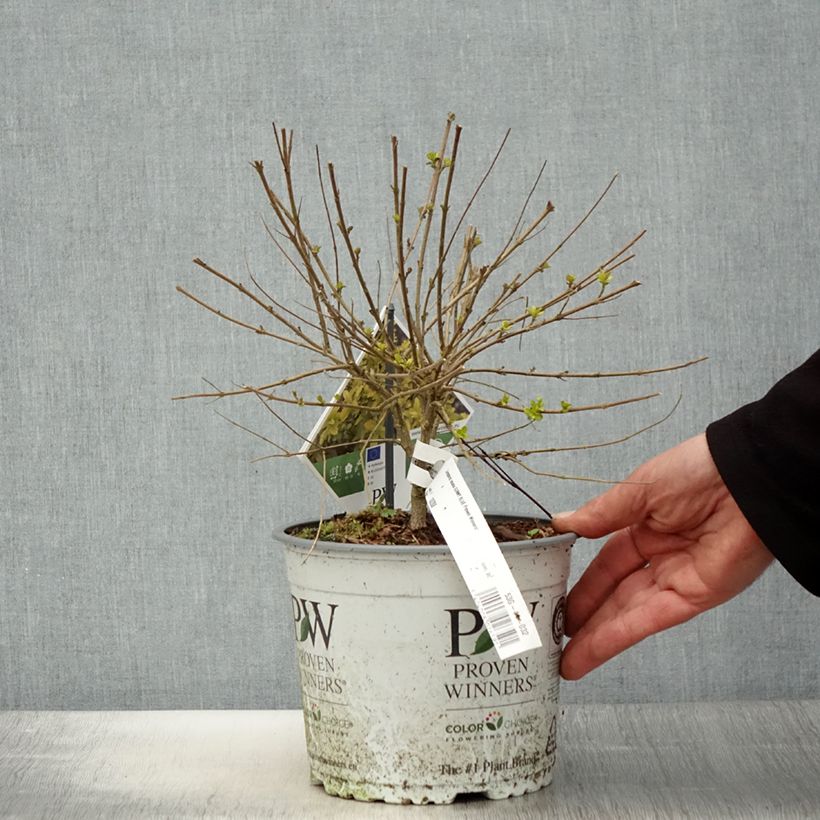 Caryopteris incana Sunny Blue - Bluebeard 2L/3L pot sample as delivered in spring