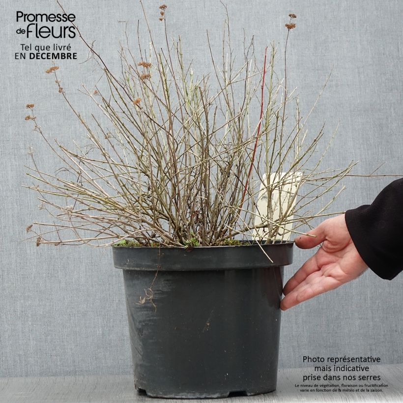 Caryopteris incana Sunshine Blue - Bluebeard 7.5L/10L pot sample as delivered in autumn