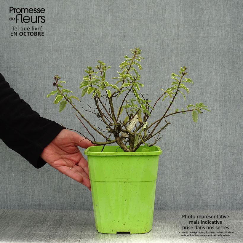 Caryopteris clandonensis Summer Sorbet - Bluebeard 3L/4L pot sample as delivered in autumn