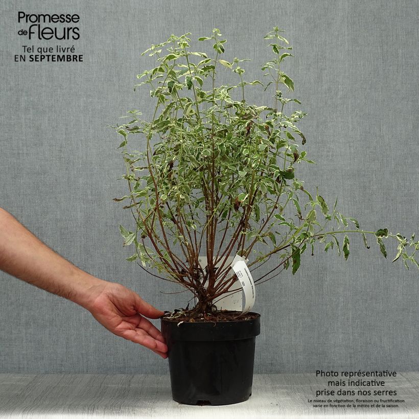 Caryopteris clandonensis White Surprise - Bluebeard 2L/3L pot sample as delivered in autumn