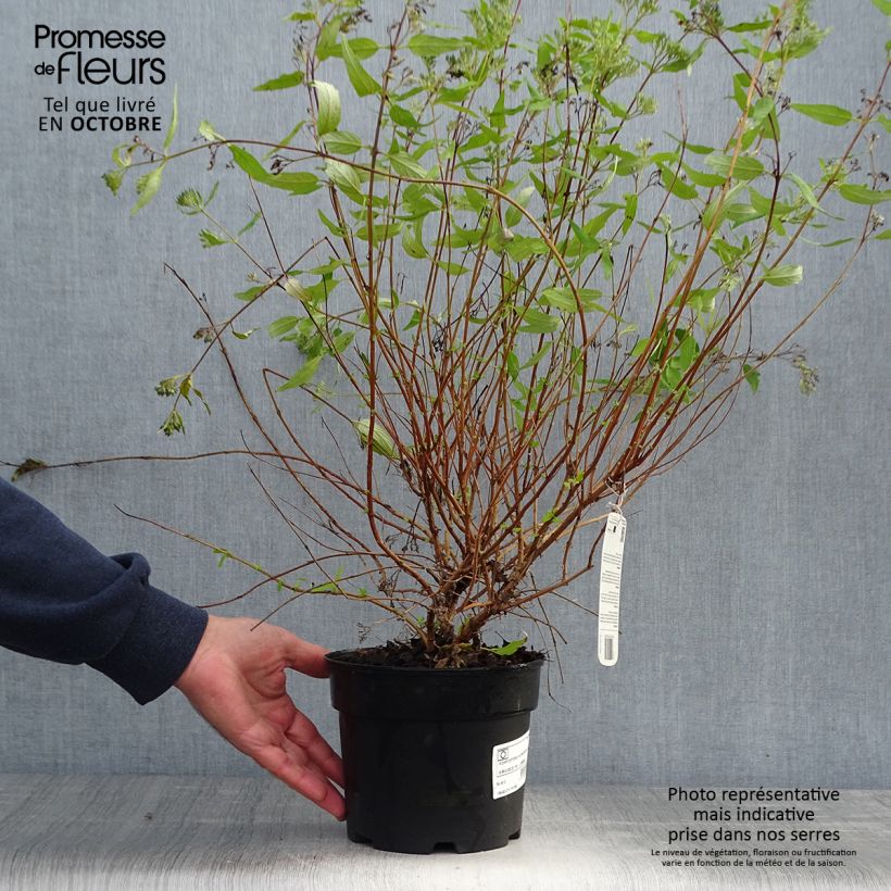 Caryopteris clandonensis Worcester Gold - Bluebeard 2L/3L pot sample as delivered in autumn