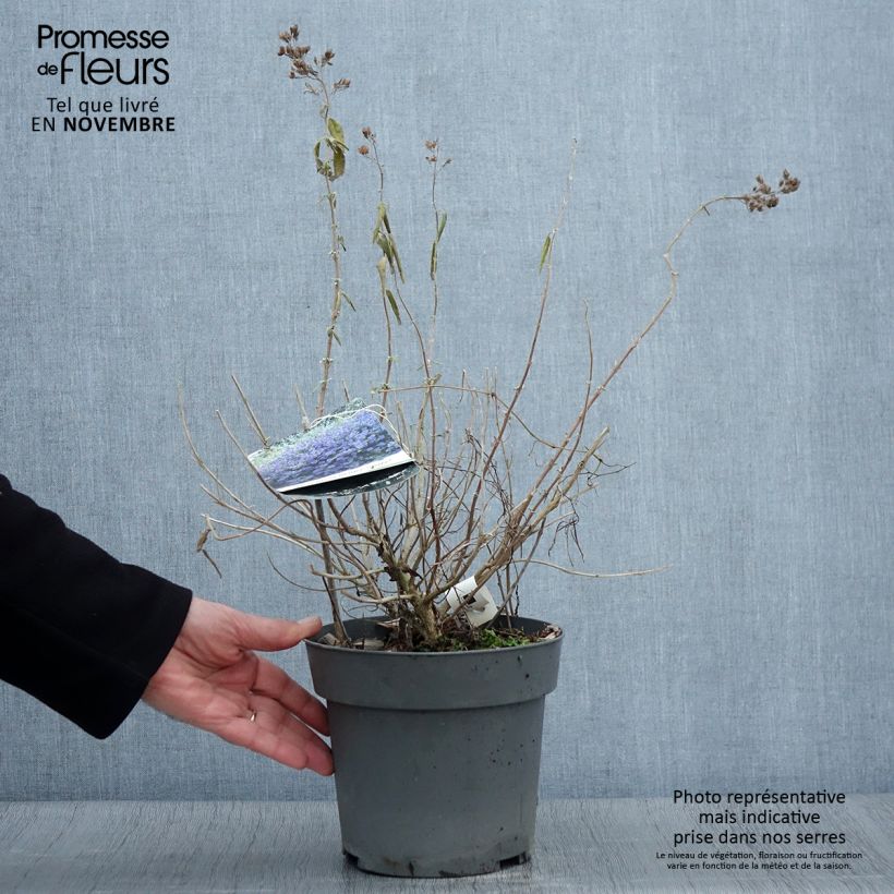 Caryopteris clandonensis Blauer Spatz - Bluebeard 3L/4L pot sample as delivered in autumn