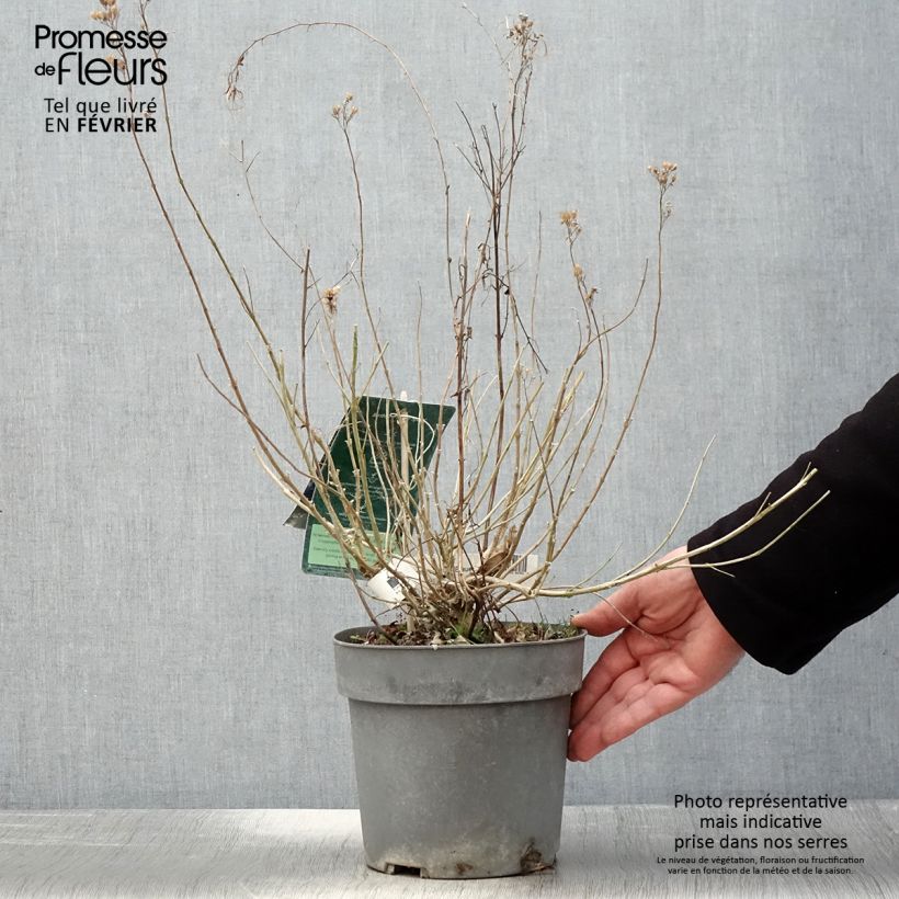 Caryopteris clandonensis Blauer Spatz - Bluebeard 3L/4L pot sample as delivered in winter