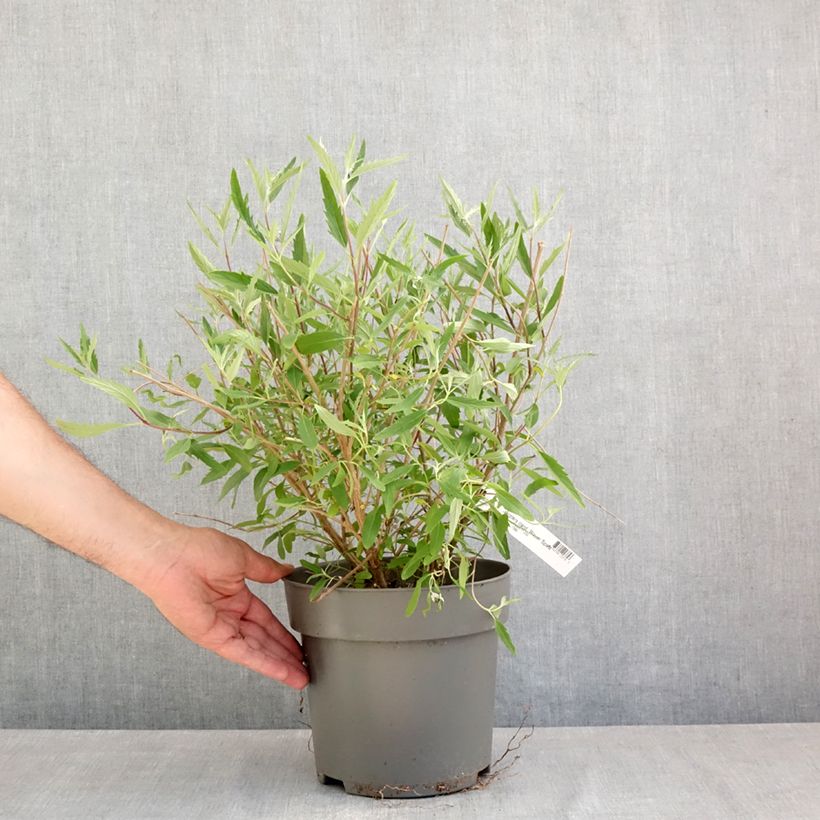 Caryopteris clandonensis Blauer Spatz - Bluebeard 3L/4L pot sample as delivered in spring