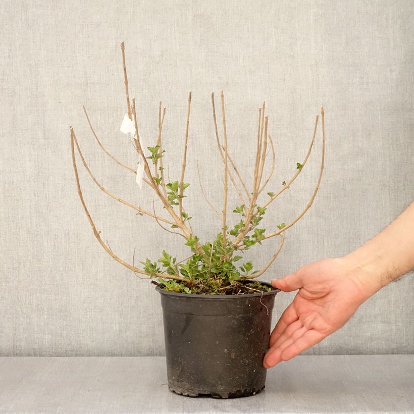 Caryopteris x clandonensis BLUE FOUNTAIN - Bluebeard 3L/4L pot sample as delivered in spring